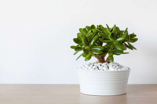 Product: Jade Plant - Crassula ovata